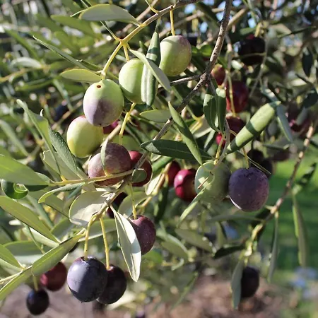 Luxury Sunrise Jacuzzi Apts, 50 M From The קאלי