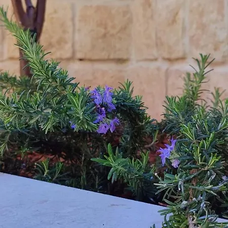 Daire Luxury Sunrise Jacuzzi Apts, 50 M From The *