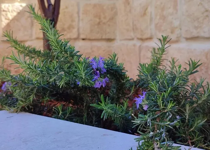 Apartman Luxury Sunrise Jacuzzi Apts, 50 M From The *